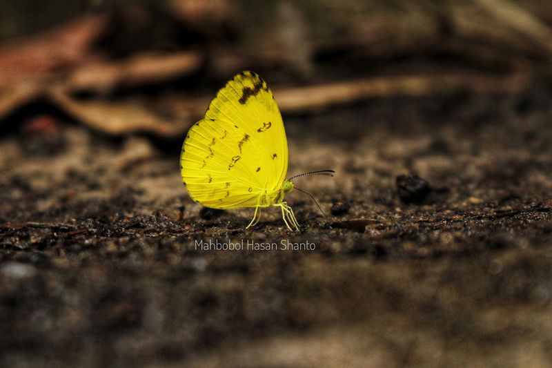 Butterfly Puddling Spot