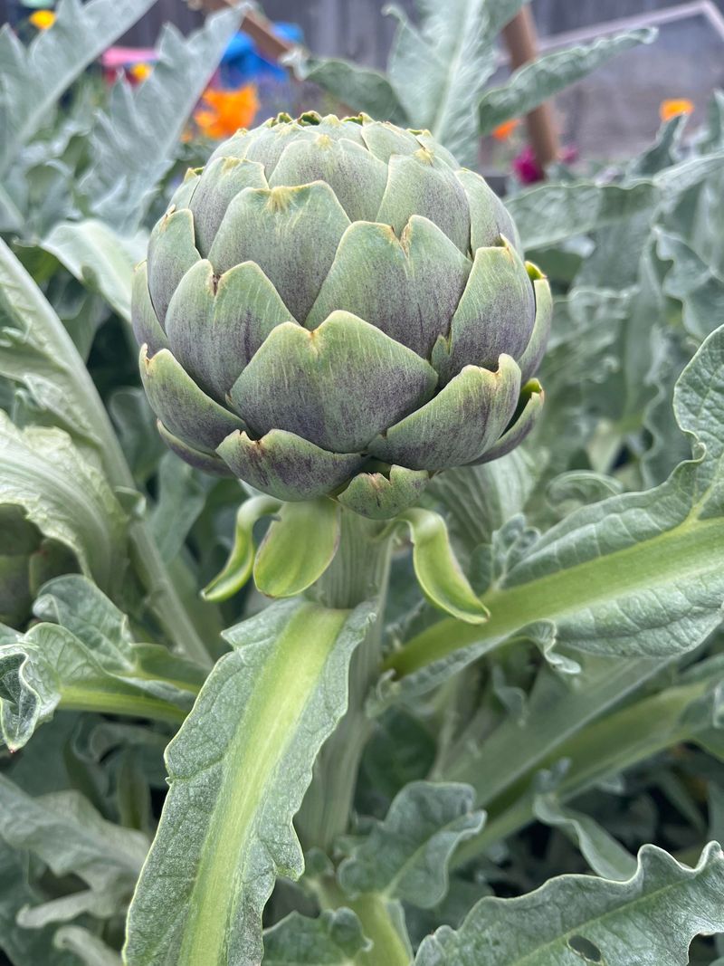 Artichoke & Corn