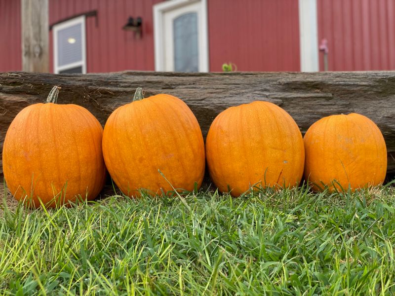 Pumpkins