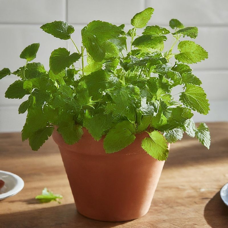 Lemon Balm