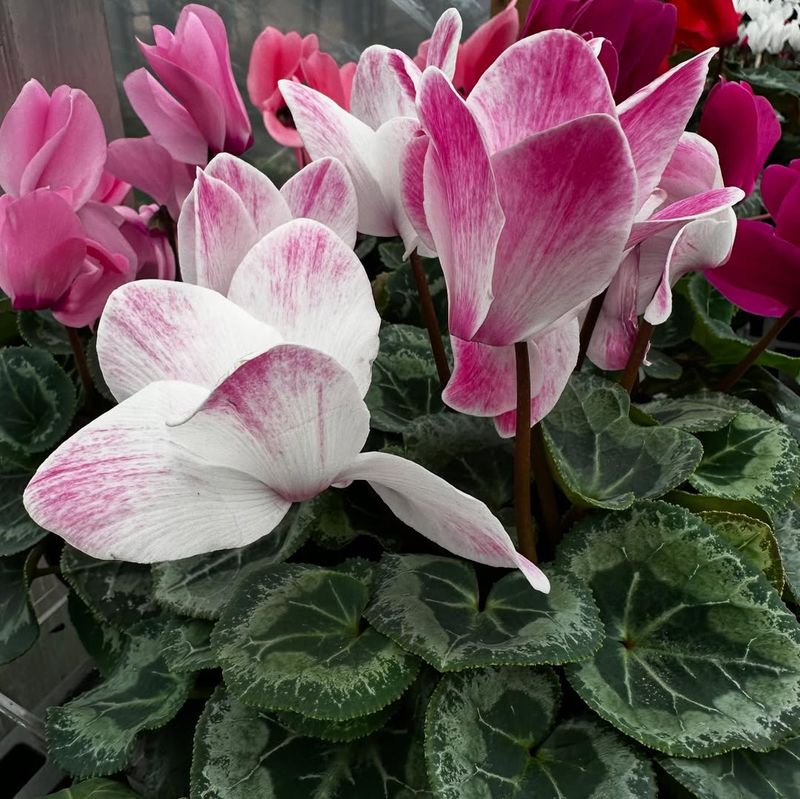 Cyclamen