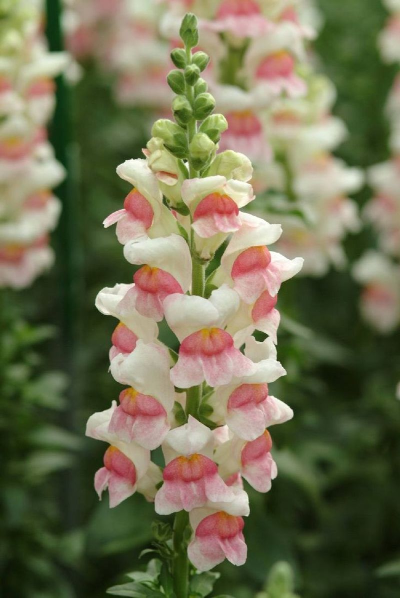 Snapdragon