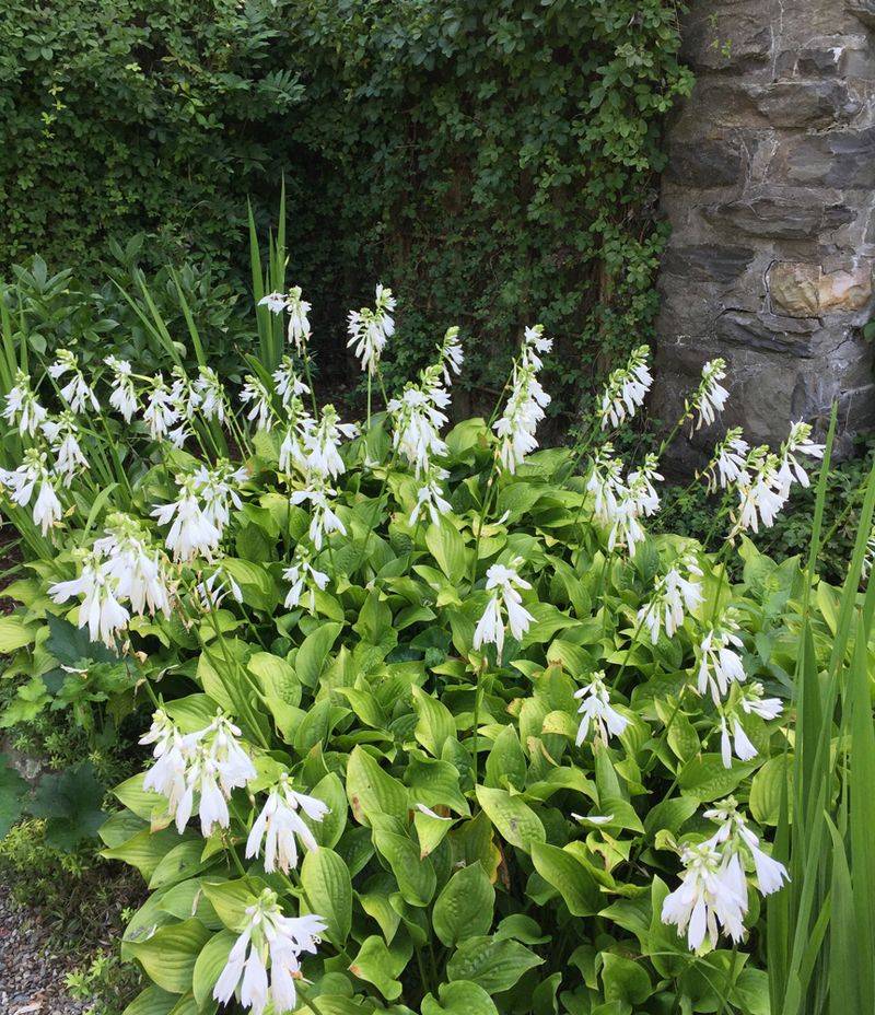 Hosta