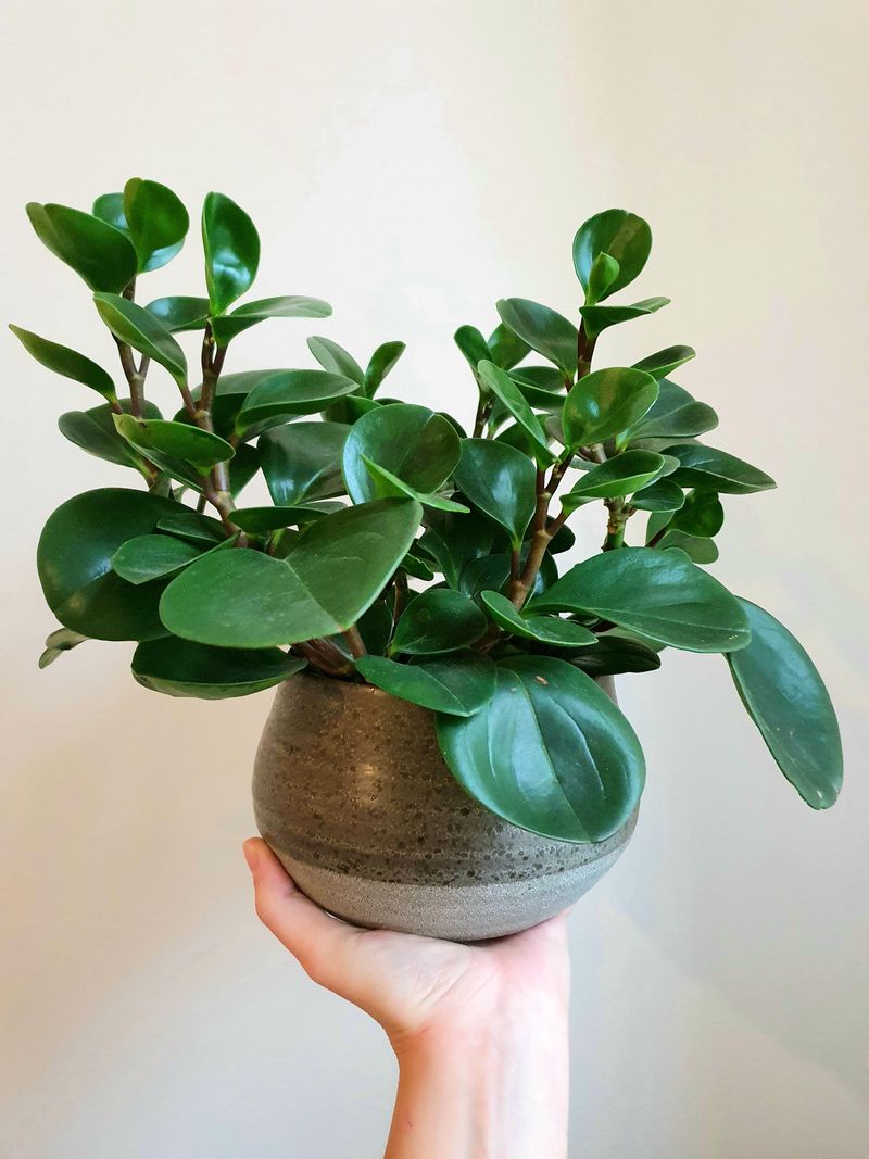 Peperomia