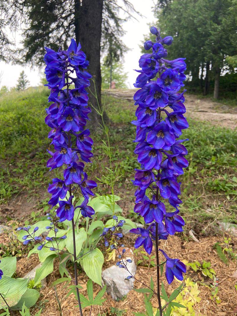 Larkspur