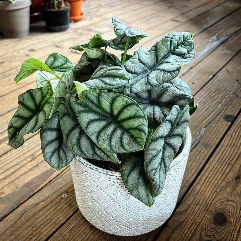 Alocasia Silver Dragon