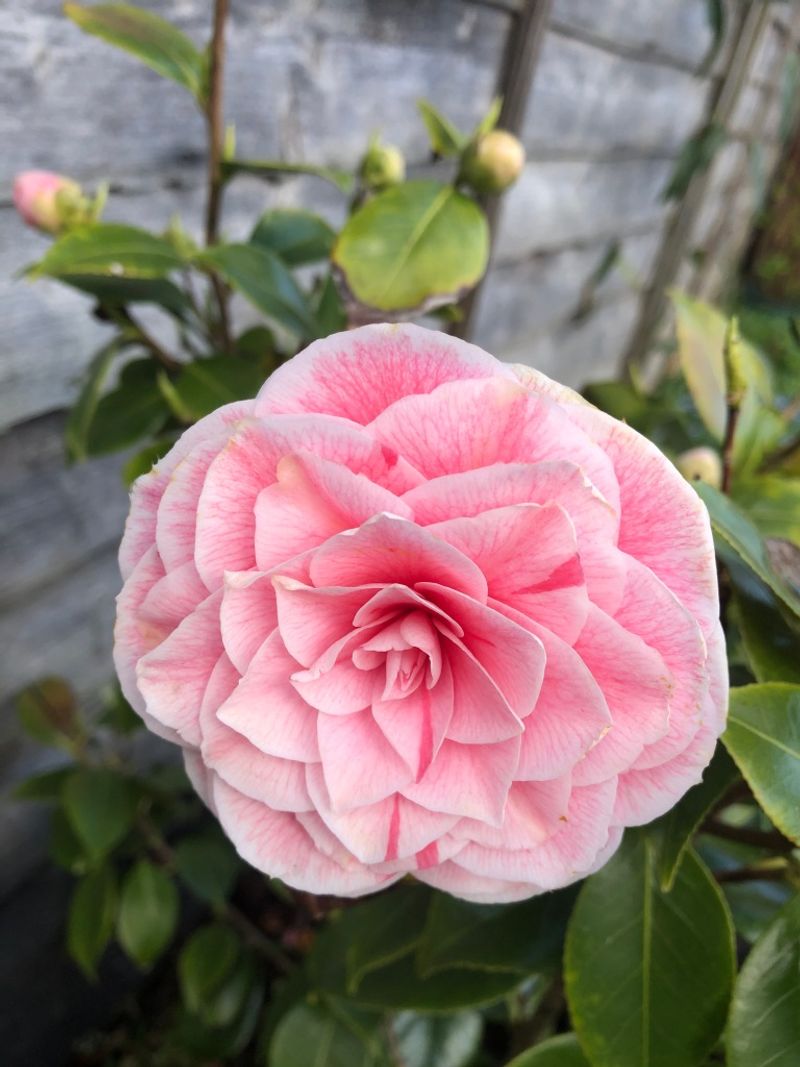 Camellias