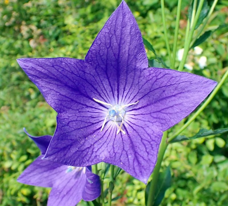 Petunias