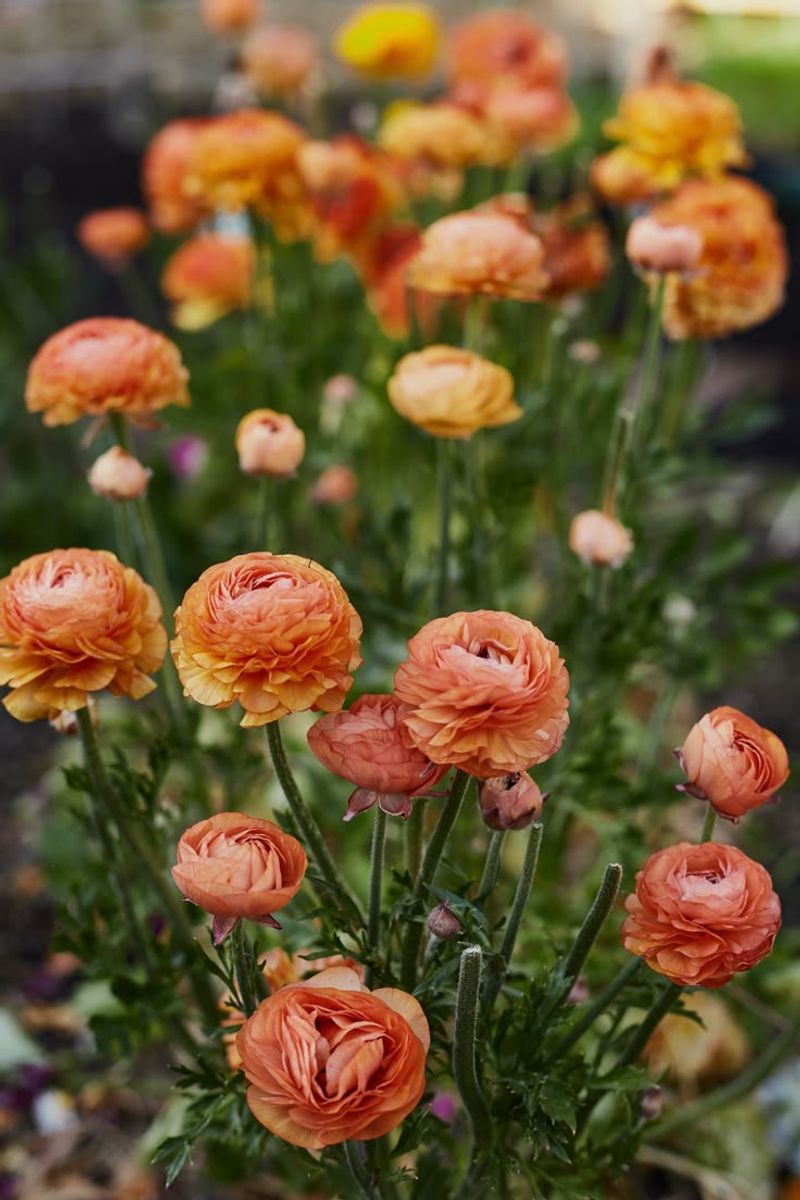 Ranunculus