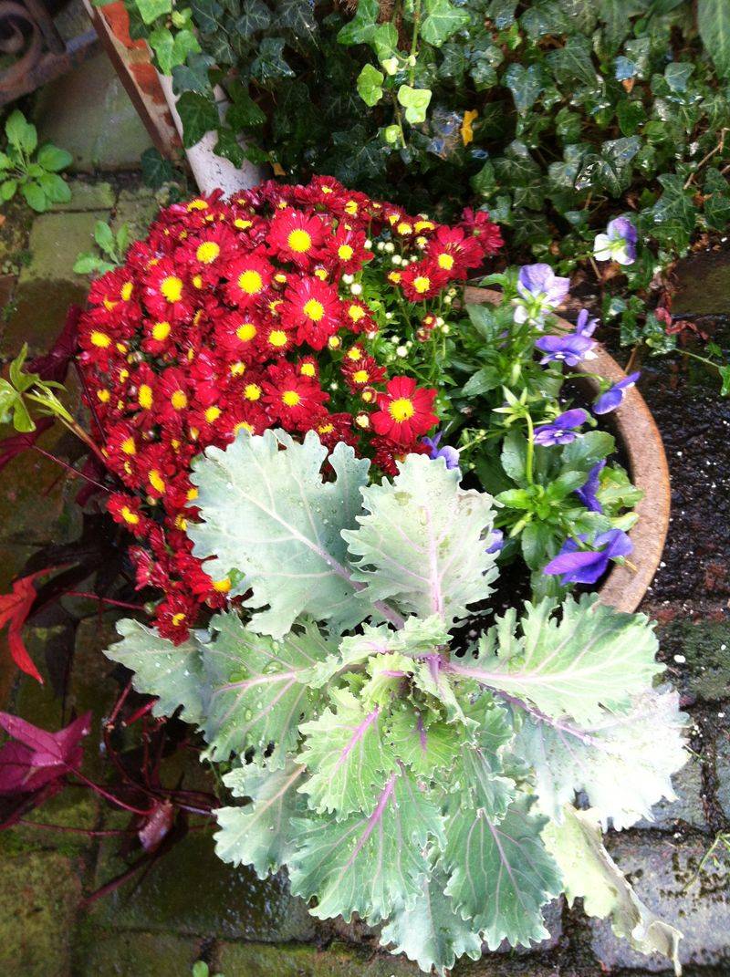 Pansies and Kale