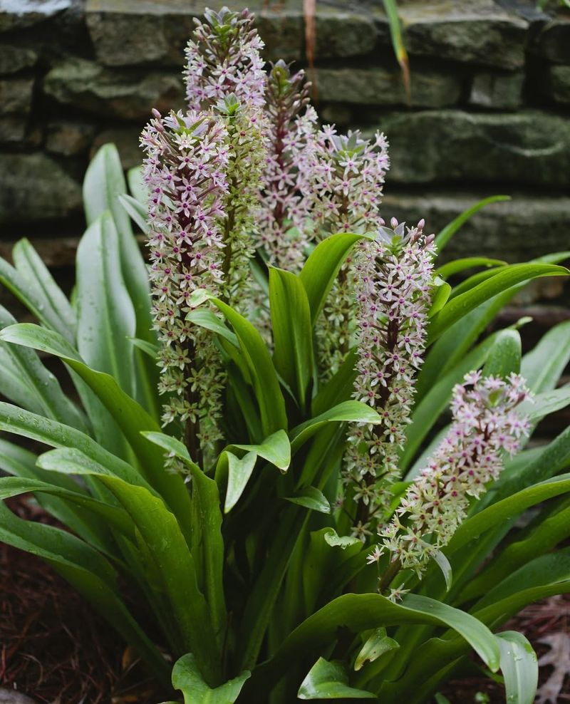 Eucomis