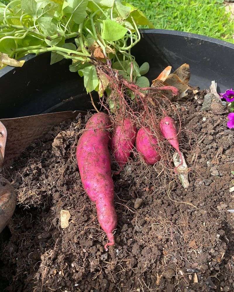 Sweet Potatoes