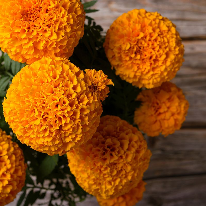 Marigold