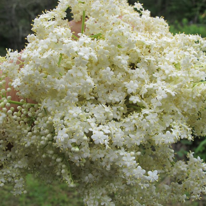 Sweet Cicely