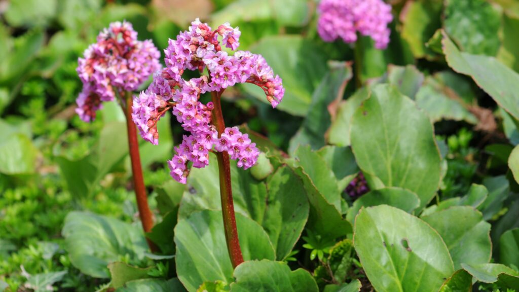 bergenia