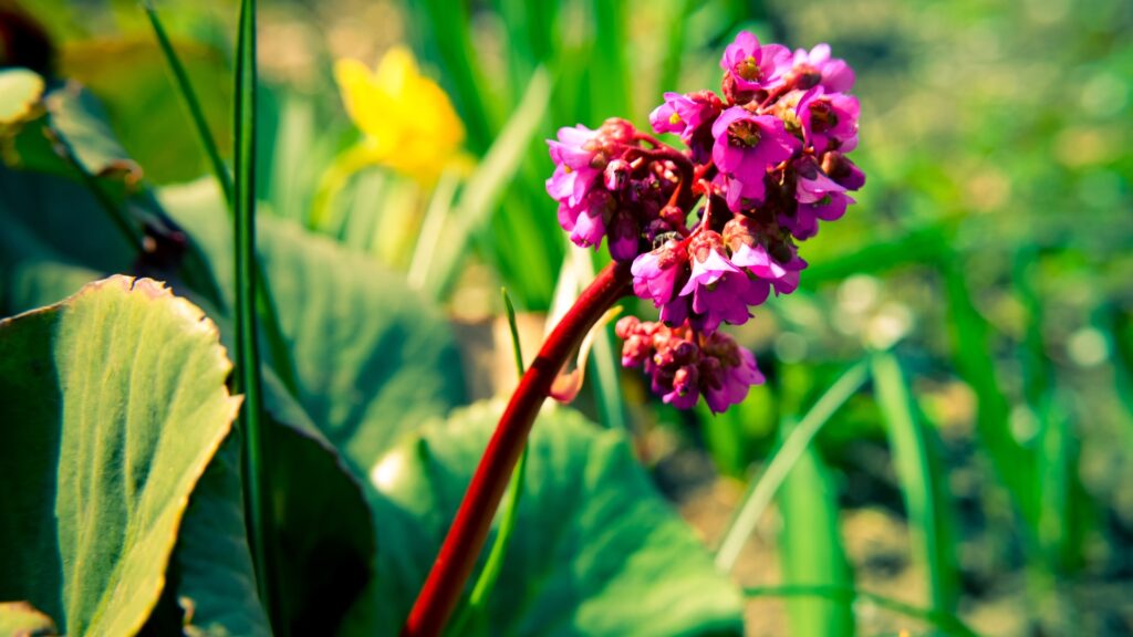 bergenia flower