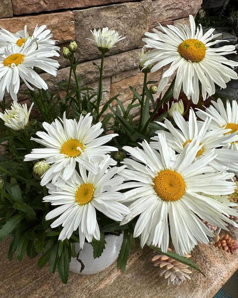 Shasta Daisy