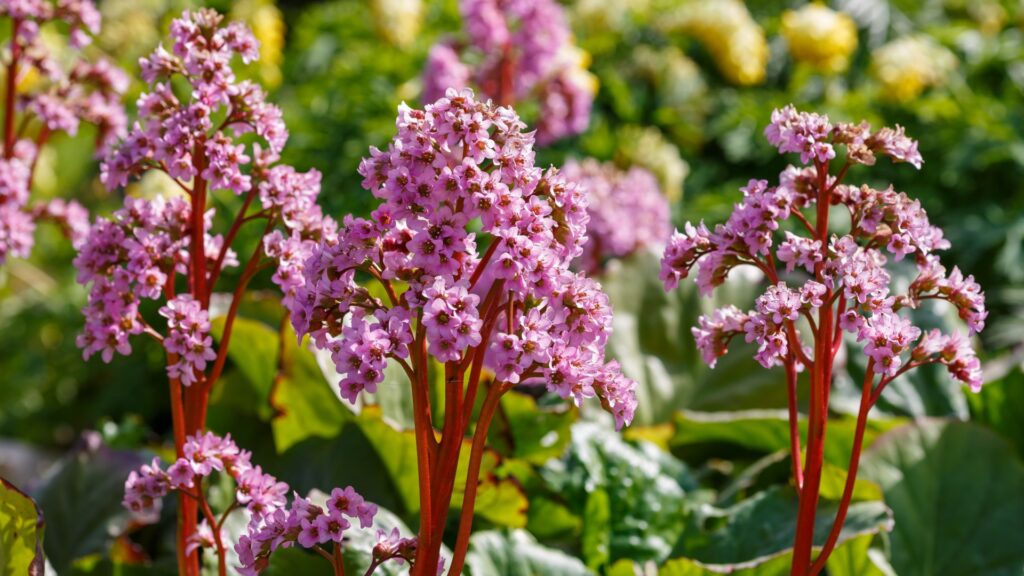 bergenia flower clusters