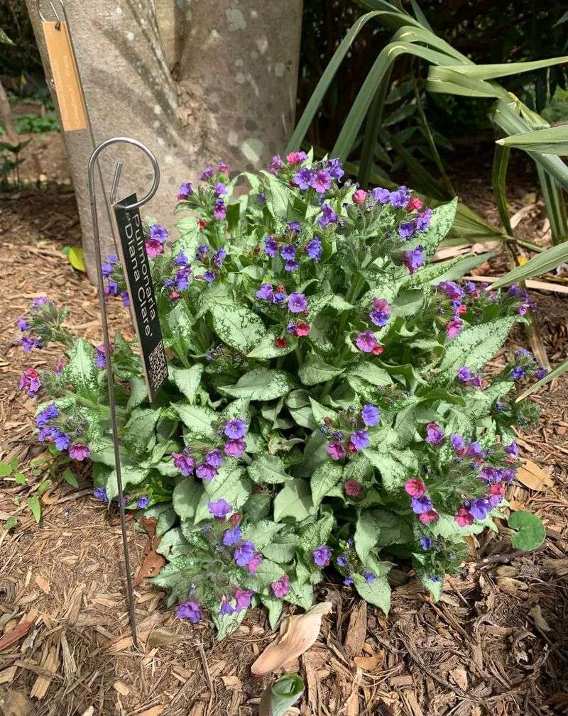 Pulmonaria (Lungwort)