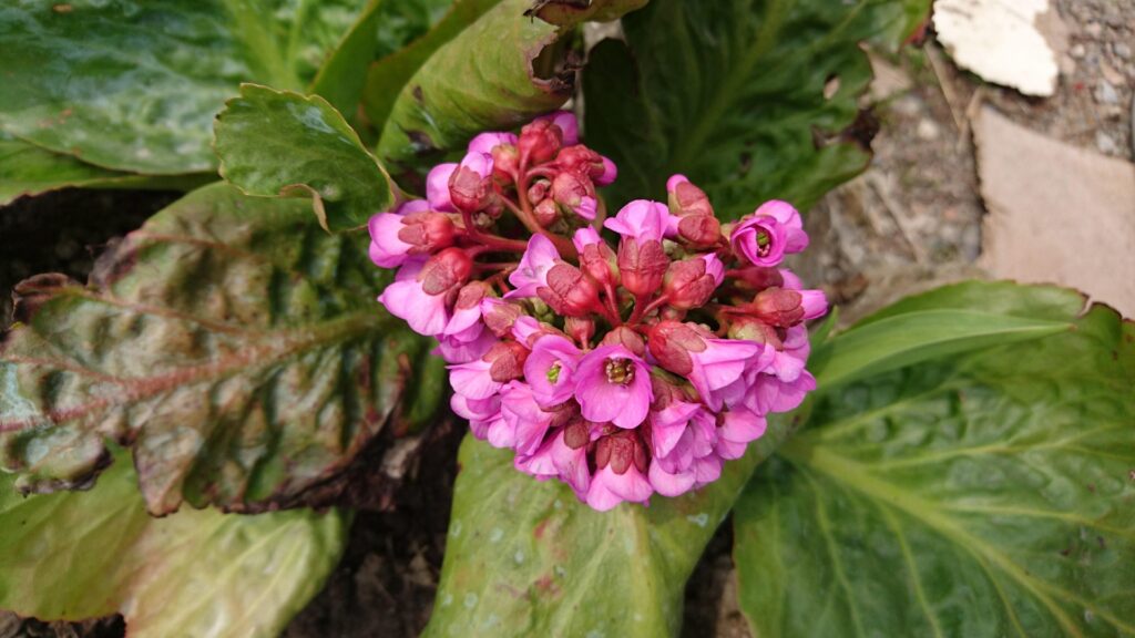 bergenia flower cluster 