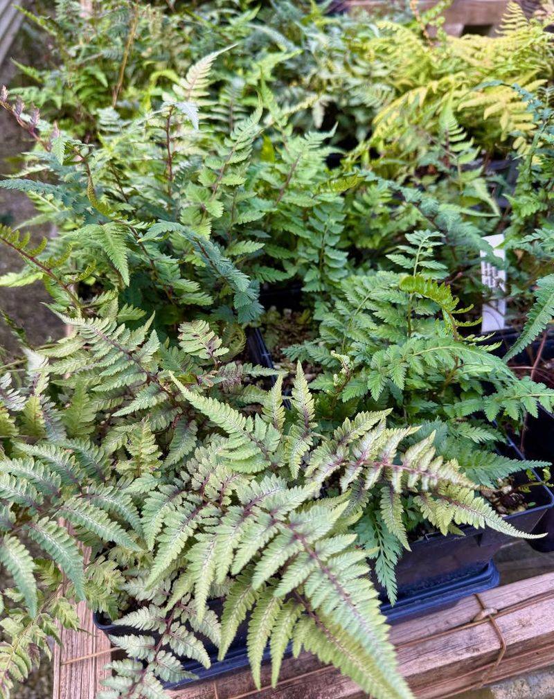 Japanese Painted Fern