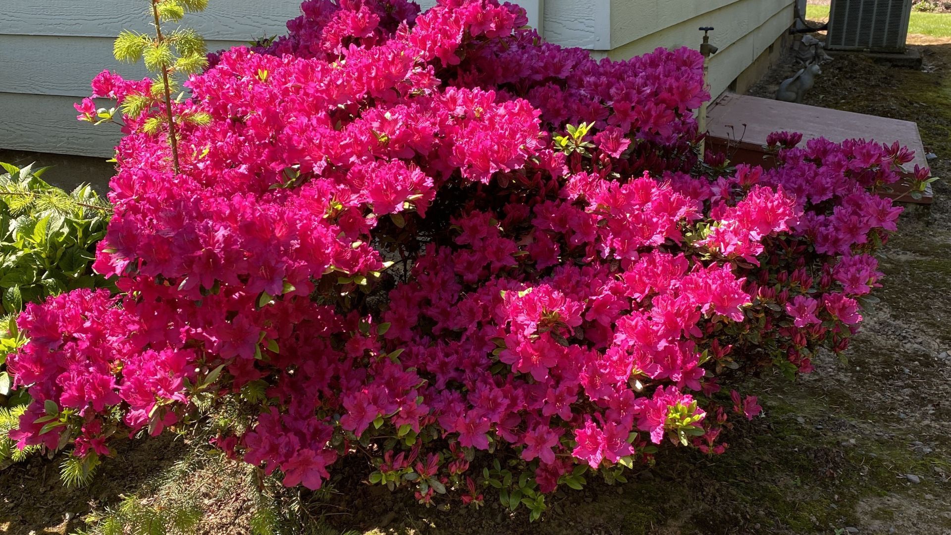 azalea bush