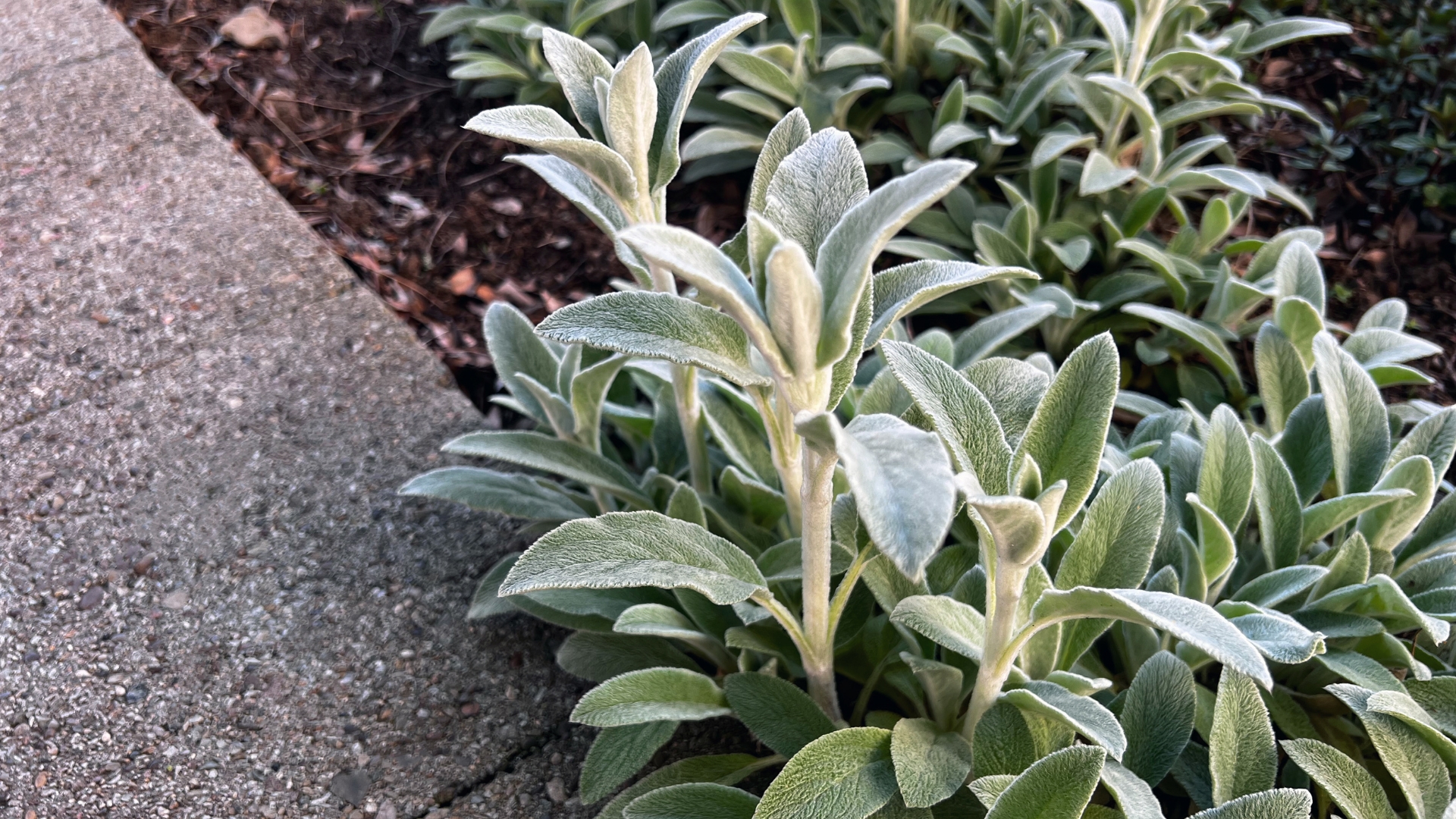 Best Ground Covers To Plant In April – 28 Stunning Choices For Low-Maintenance Landscaping