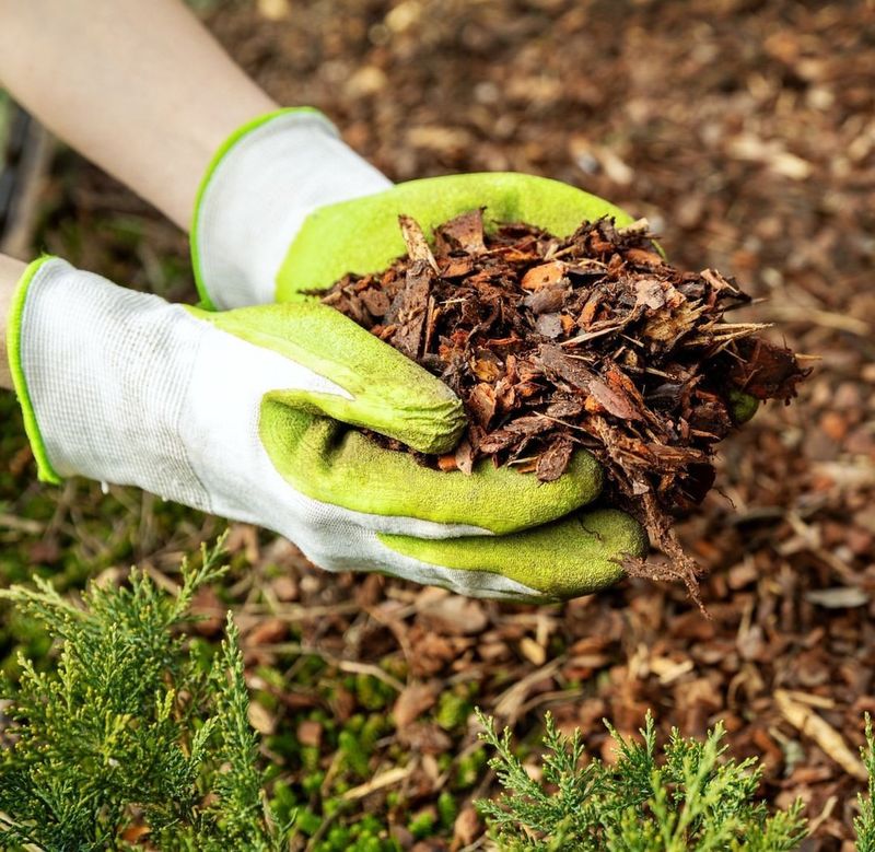 Composting And Mulching For Soil Life