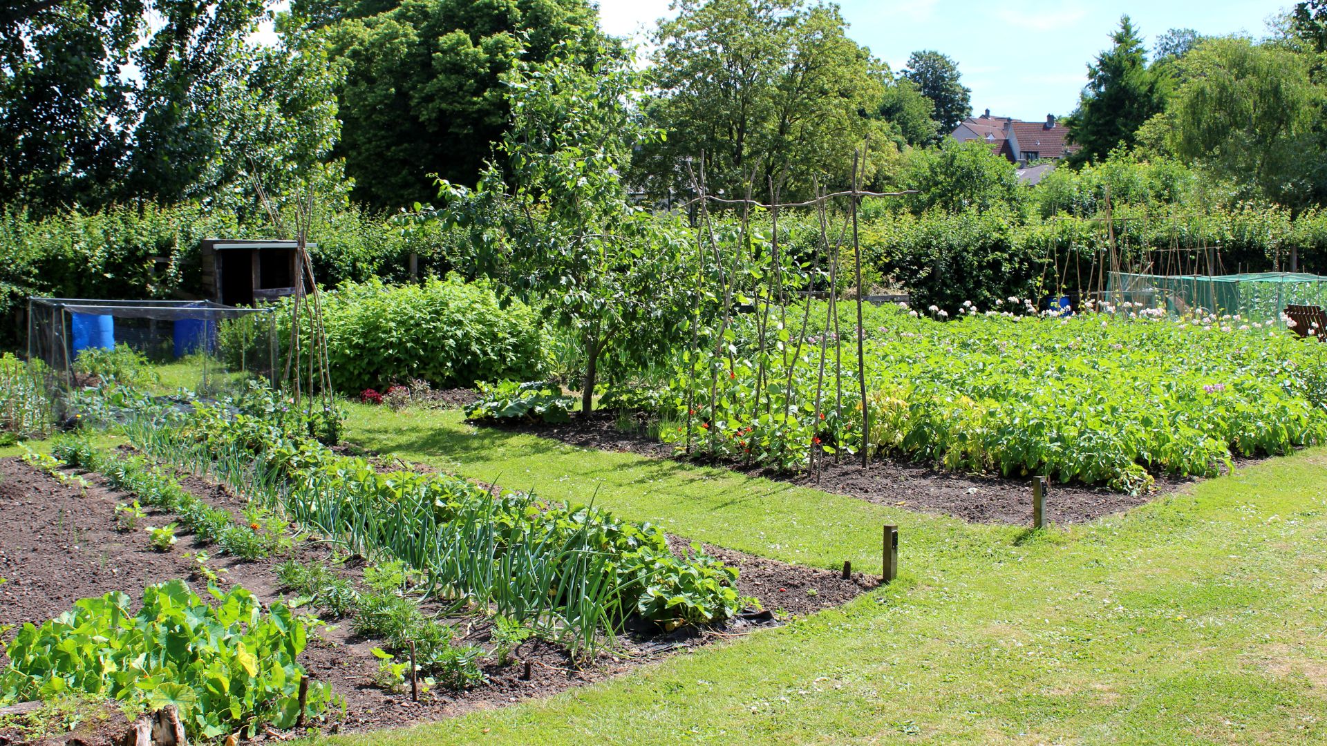 24 Best Onion Companion Plants (And 8 That Will Ruin Your Harvest)