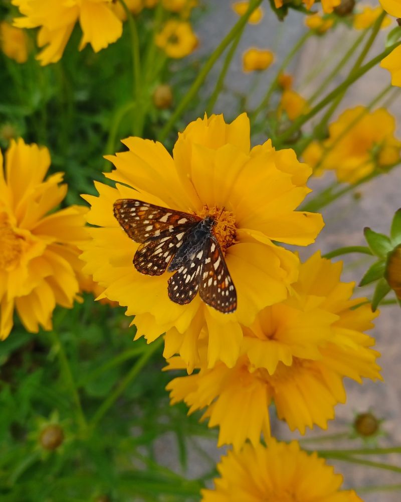 How Perennials Support Pollinators And Wildlife