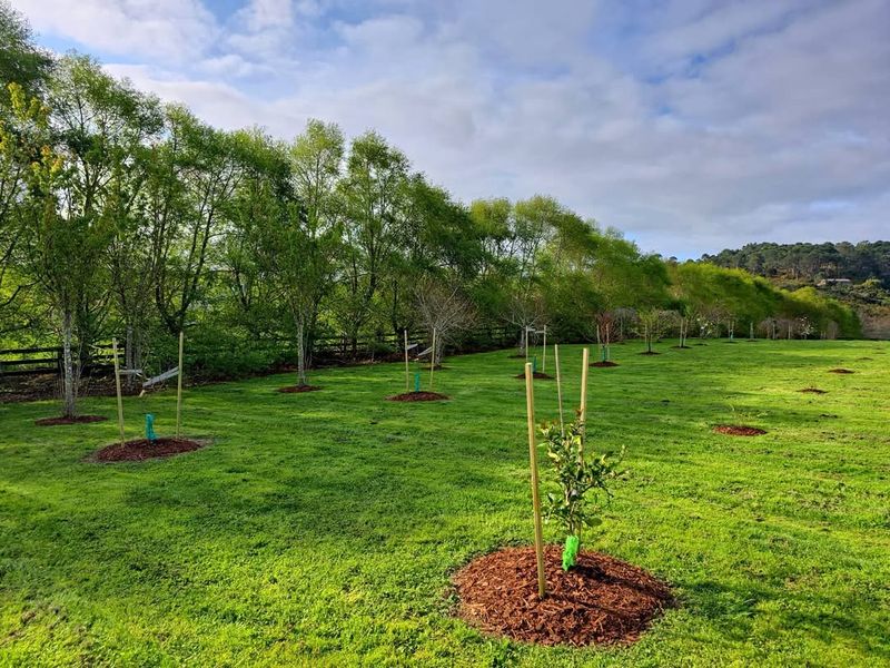 Essential Care Tips For Healthy Pear Trees