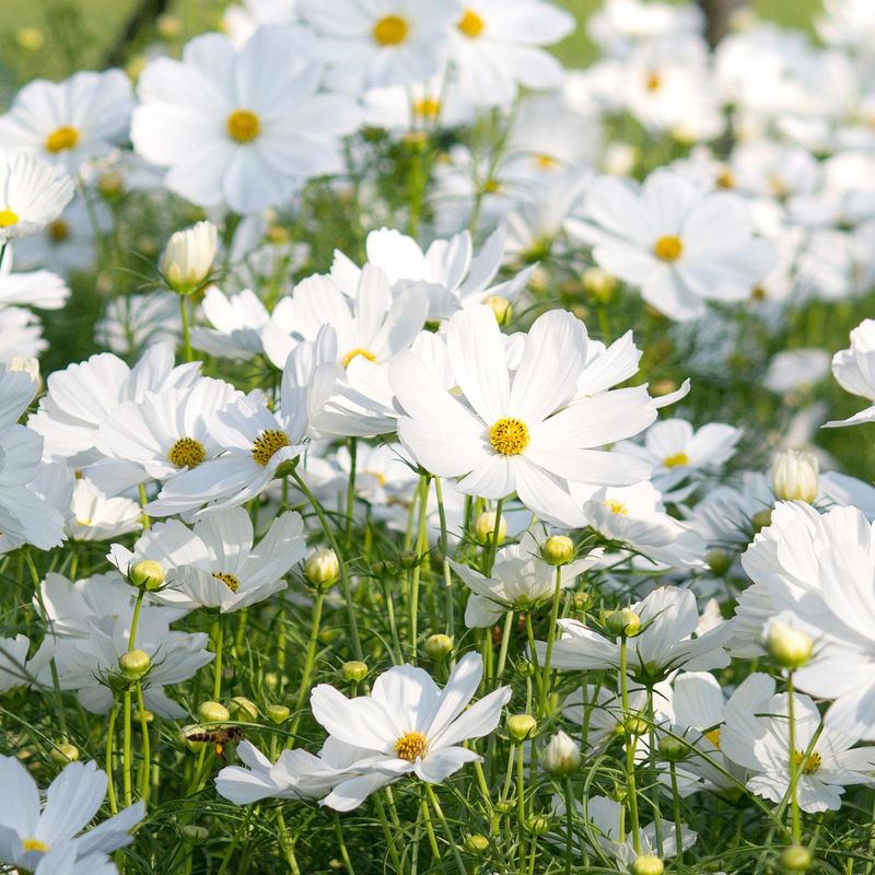 Cosmos bipinnatus ‘Purity’