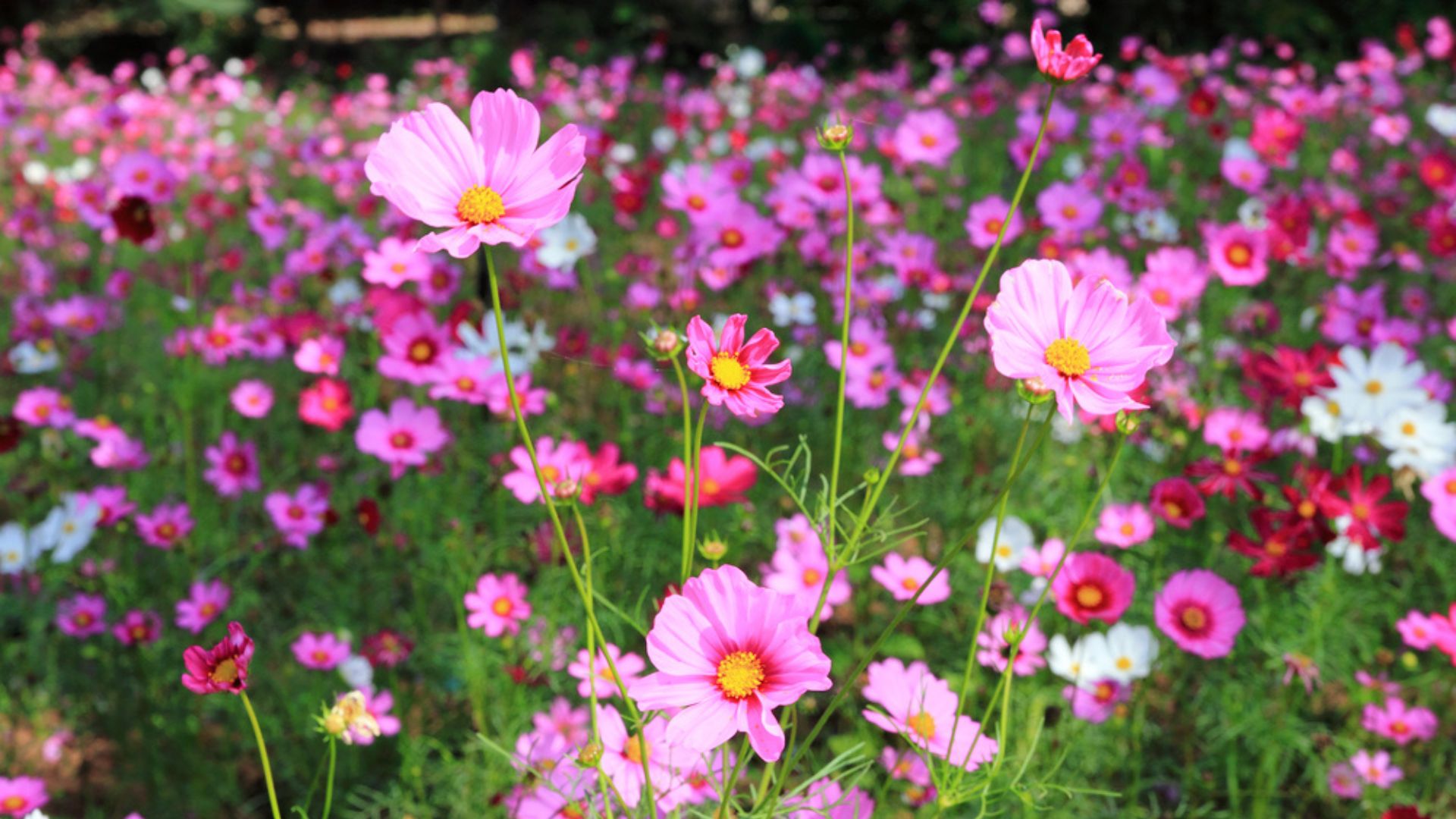 Best Types Of Cosmos – 29 Beautiful Varieties To Grow For A Colorful Summer Display