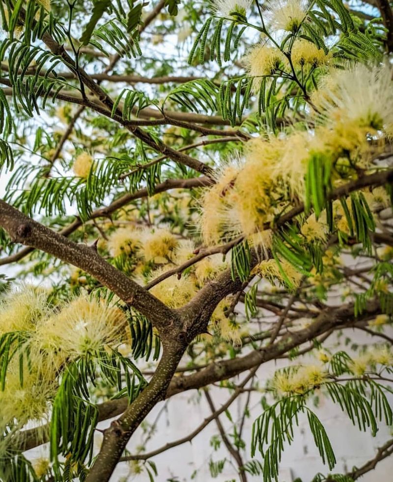 Mimosa Hostilis