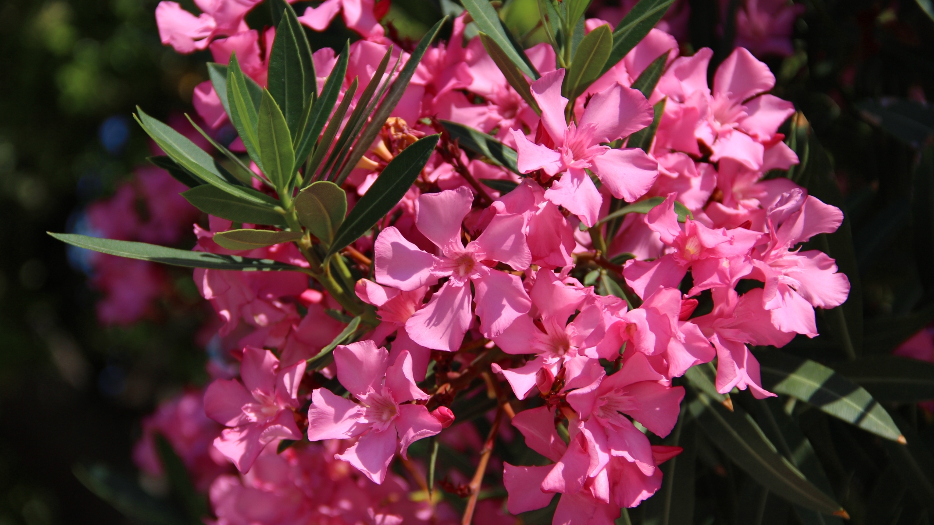 oleander