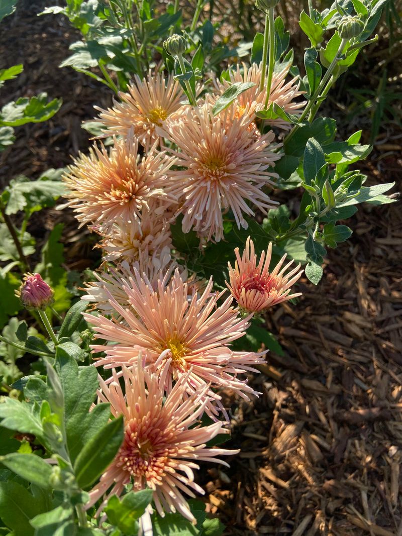 Spider Mums