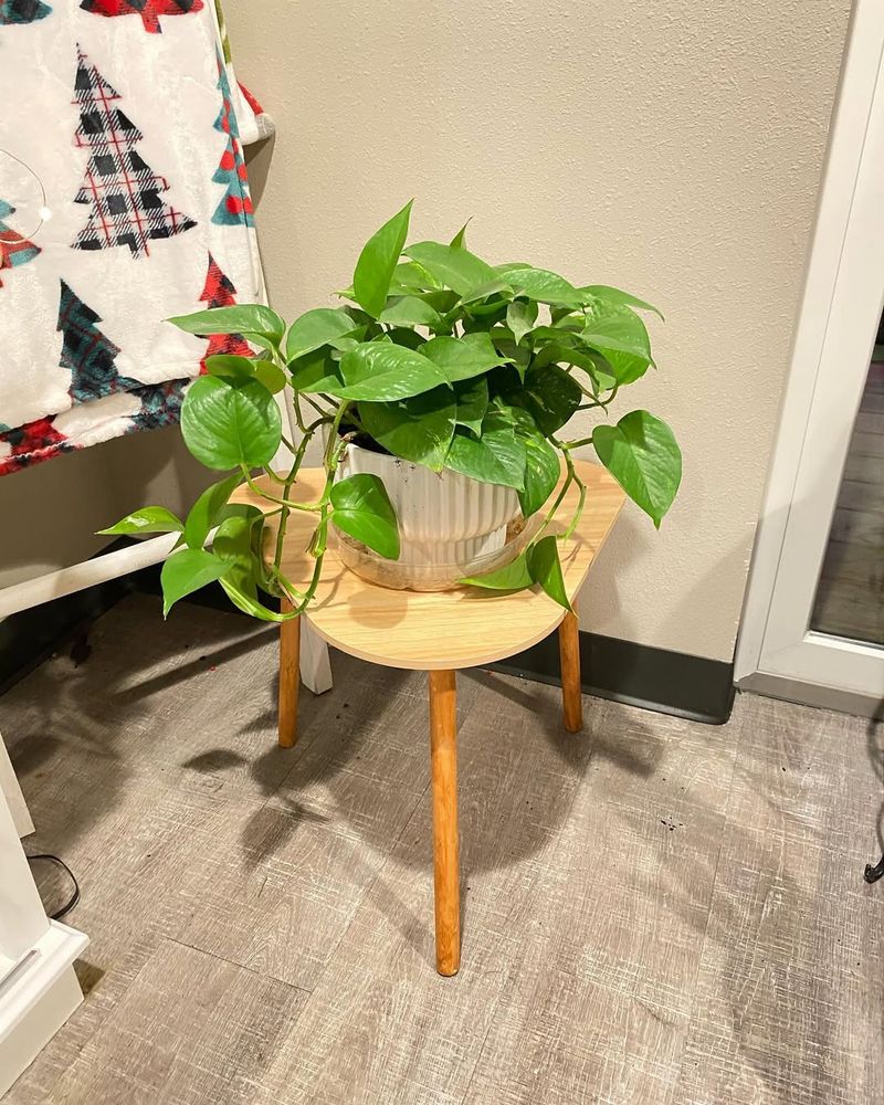 Corner Plant Stand