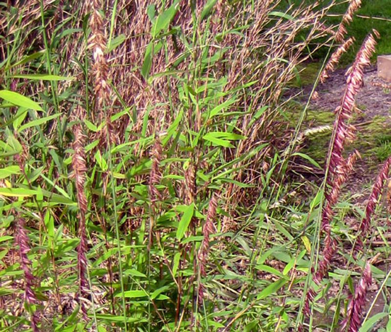 Siberian Melic Grass