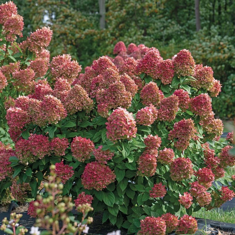 Lady in Red Hydrangea