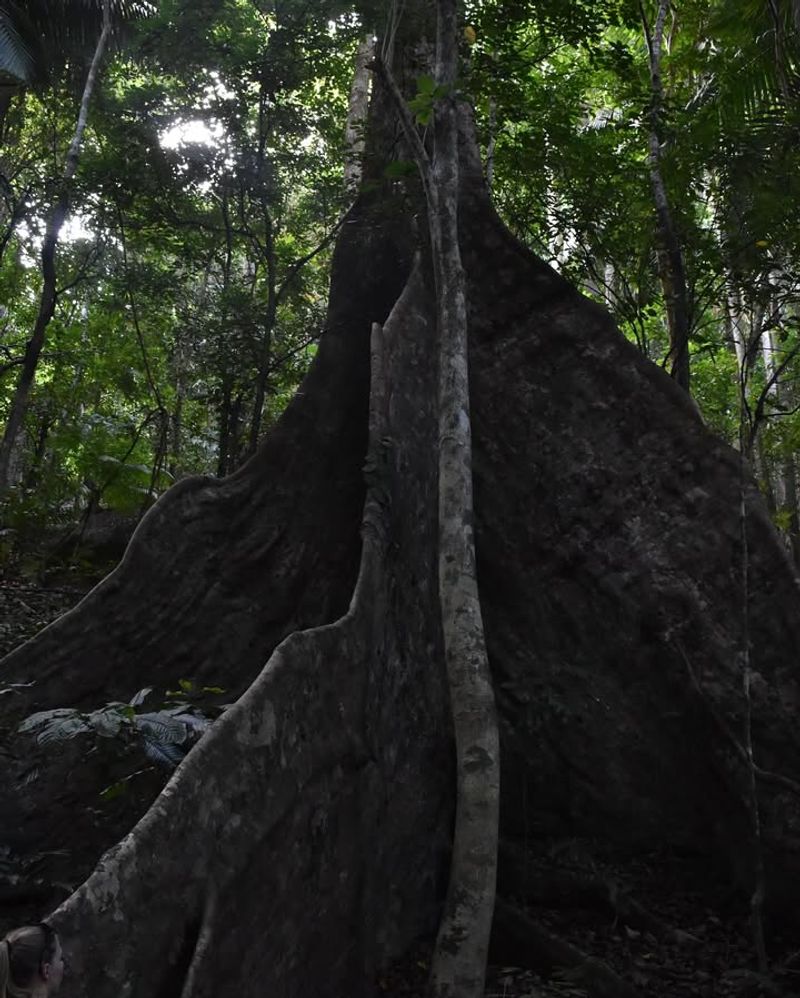 Mother Of The Forest