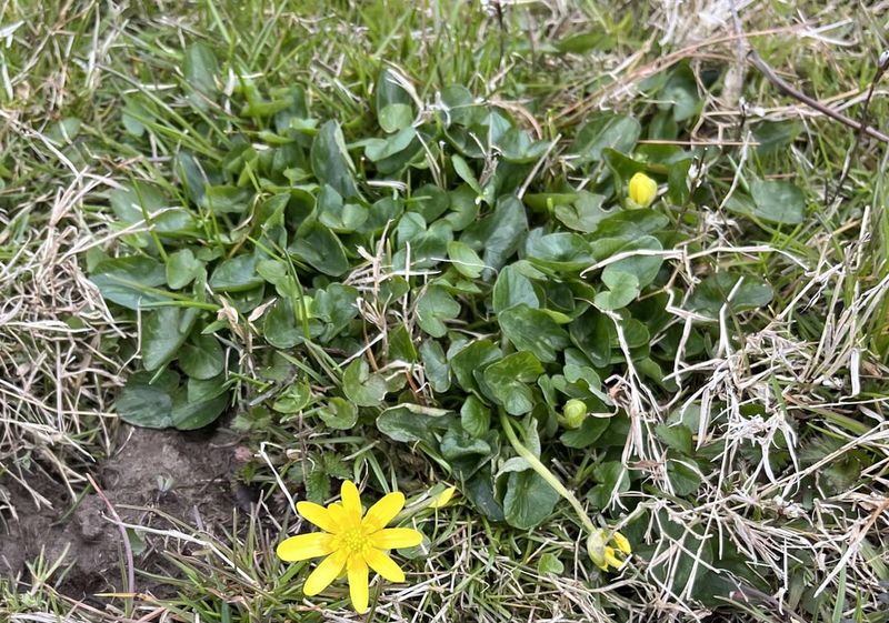 Lesser Celandine