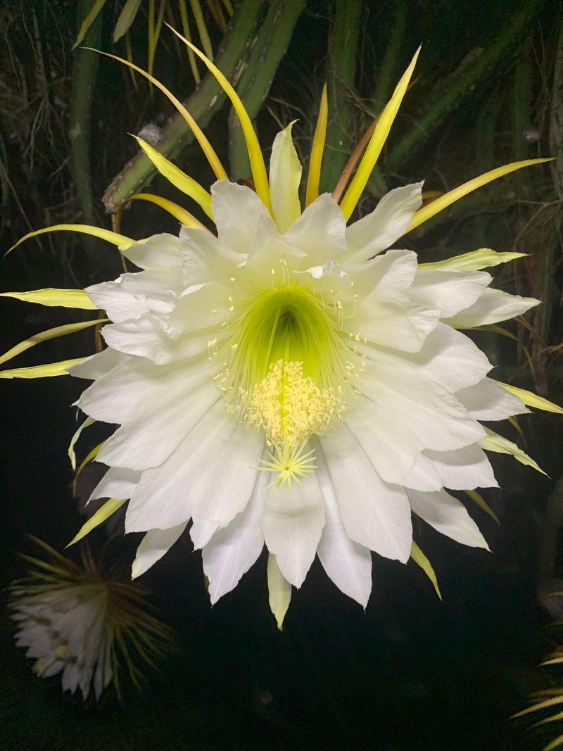 Moonlight Cactus (Selenicereus grandiflorus)