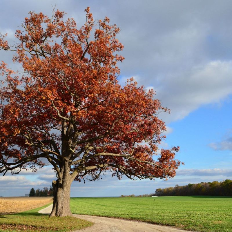 Oak Tree