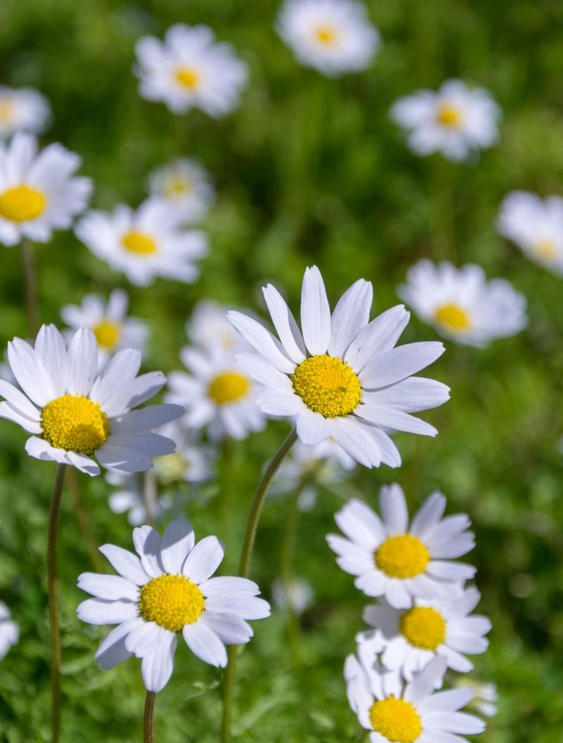 Daisies