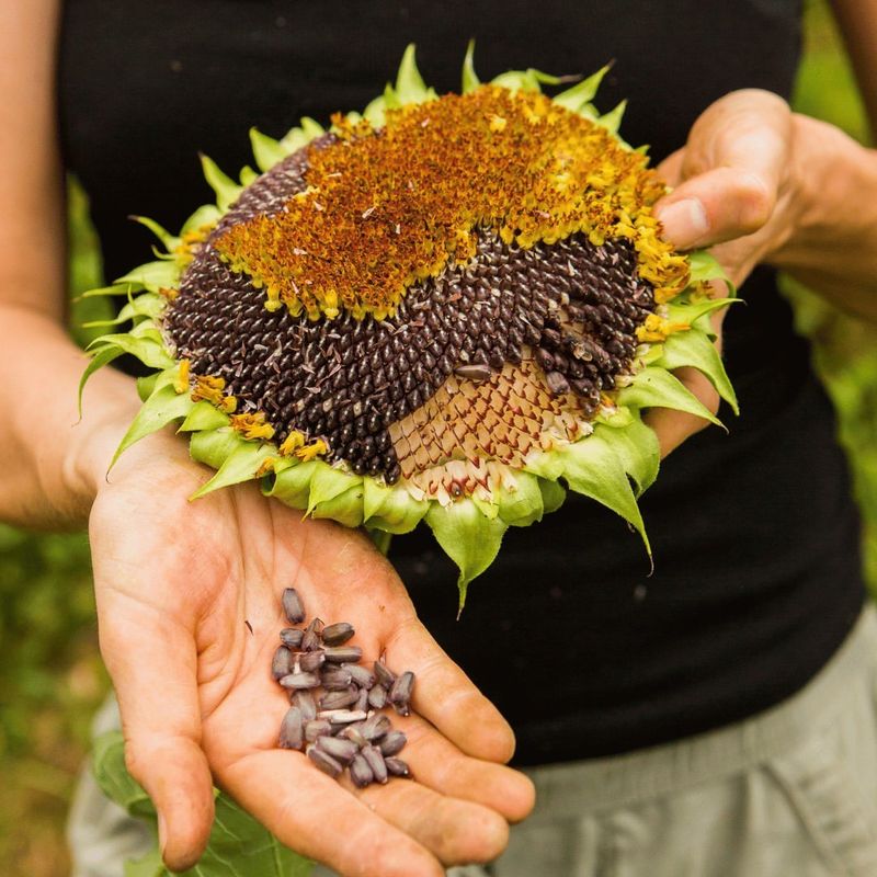 Planting Sunflower Seeds