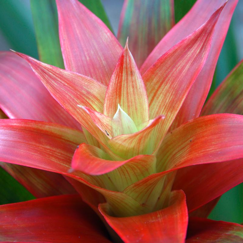 Bromeliad