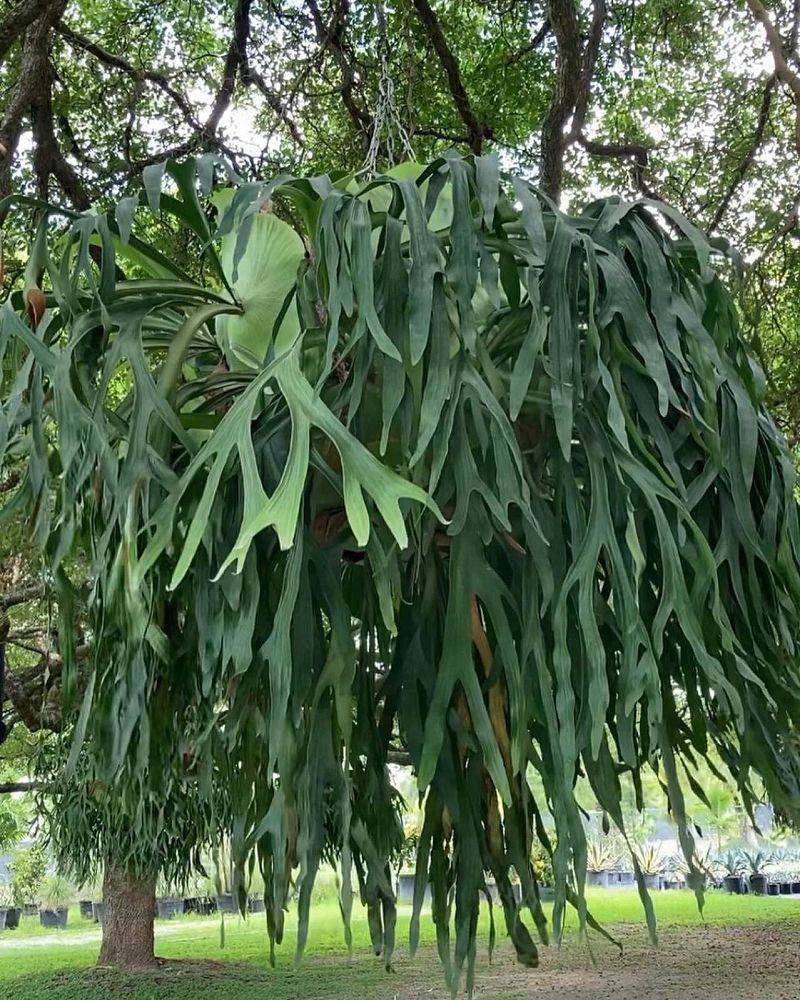 Staghorn Fern