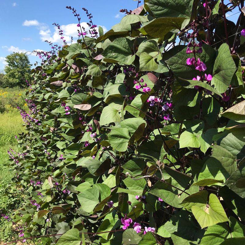 Hyacinth Beans