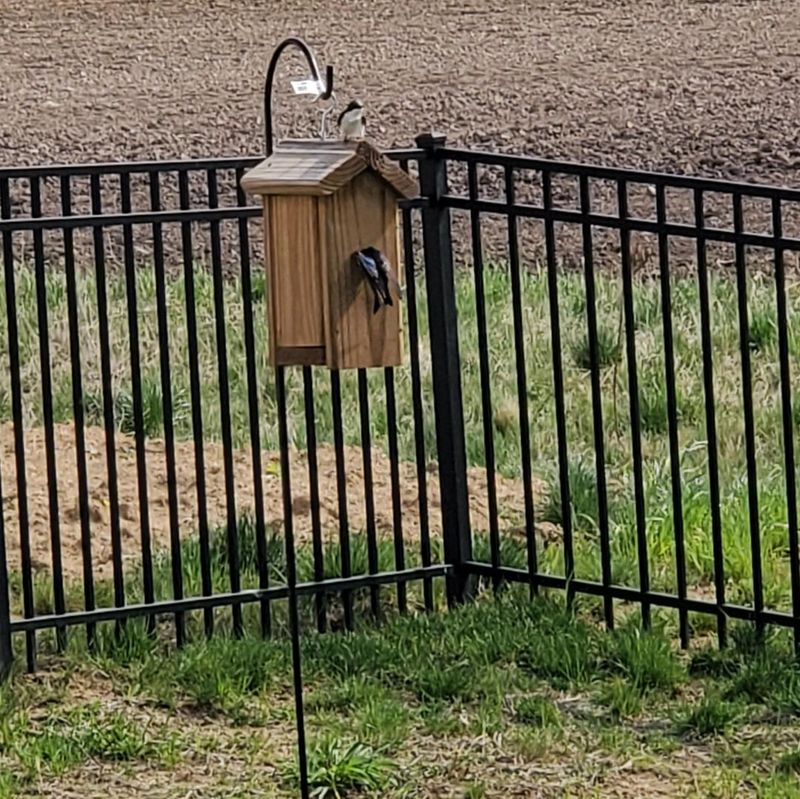 The Birdhouse Is Too High Or Too Low