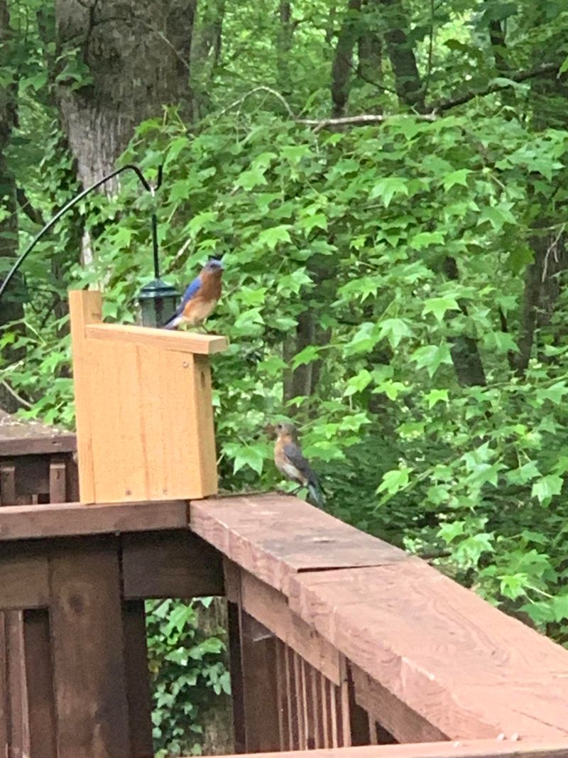 Birdhouse Is Too Close To Predators